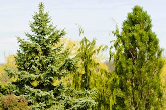 Meet the Cultivars: Conifers